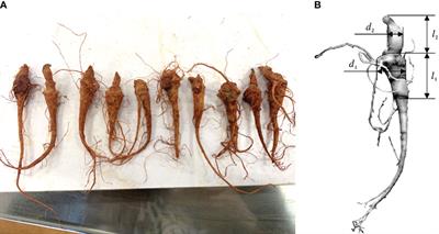 Design and experiment of Panax notoginseng root orientation transplanting device based on YOLOv5s